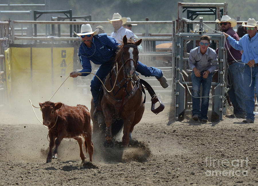 Rodeo Calf Roping 2 #1 Photograph by Bob Christopher
