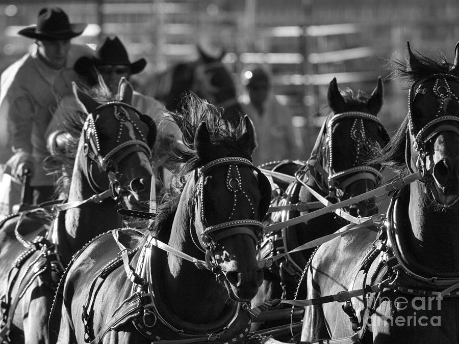 Horse Photograph - Rodeo Chuckwagon Race 2 #1 by Bob Christopher