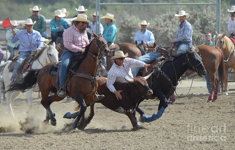 Rodeo Steer Wrestling 2 #1 Photograph by Bob Christopher