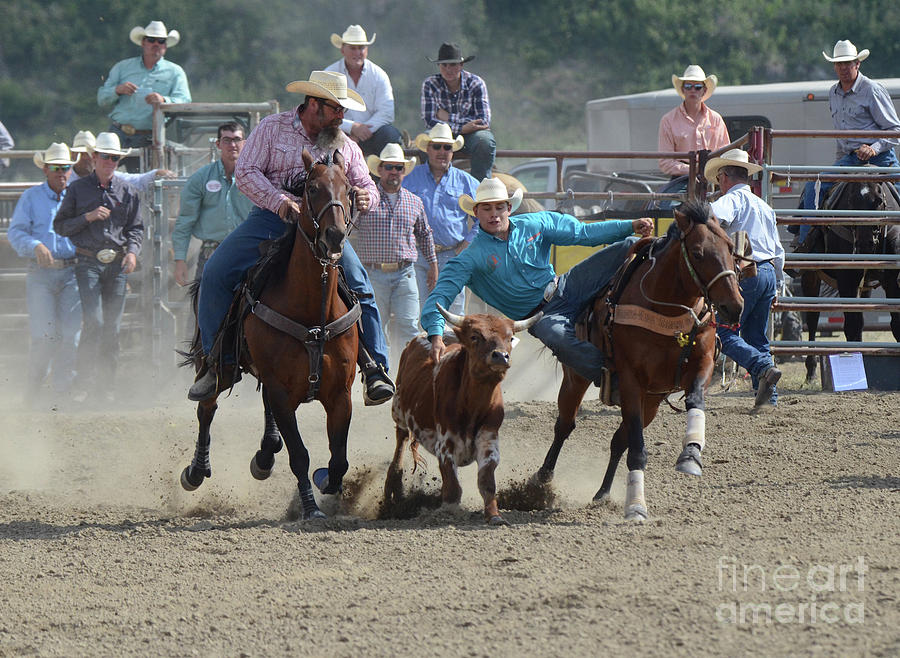 Rodeo Steer Wrestling #1 Photograph by Bob Christopher