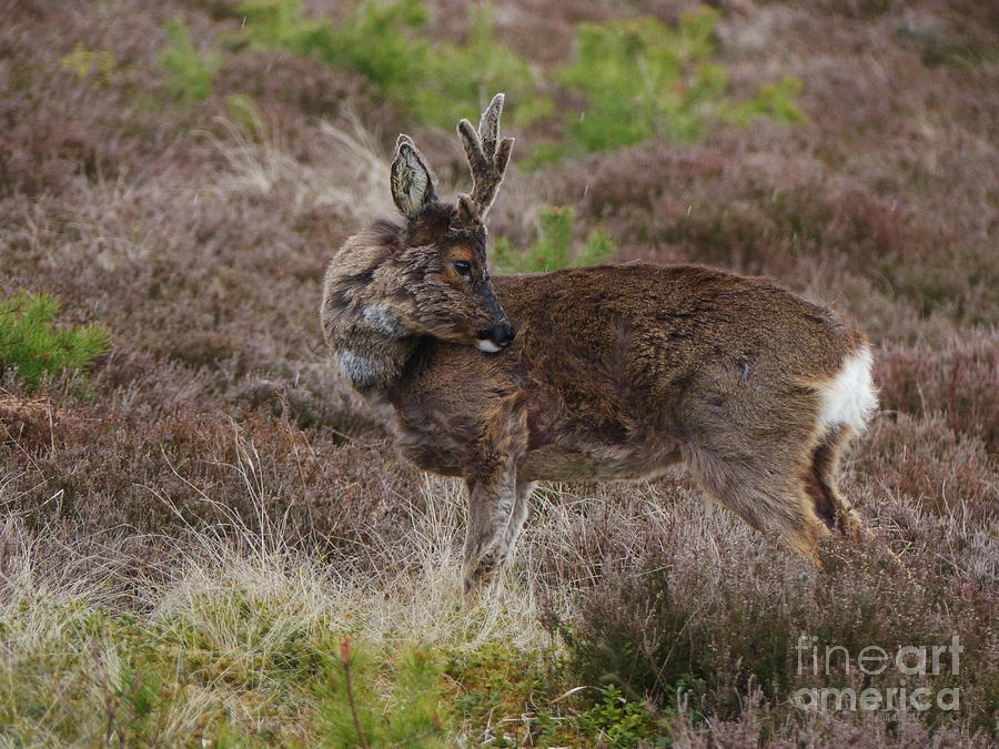 Roe Buck - Spring Moult Photograph by Phil Banks