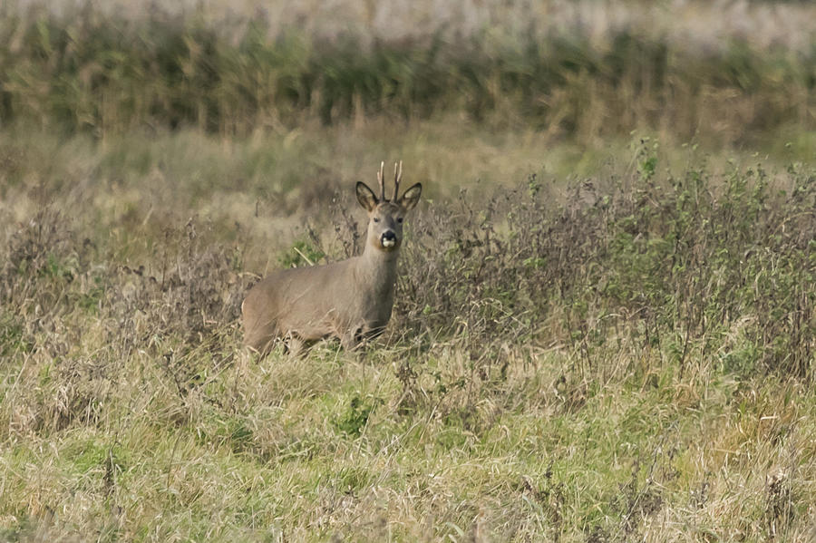 Roe Deer  #2 Photograph by Wendy Cooper
