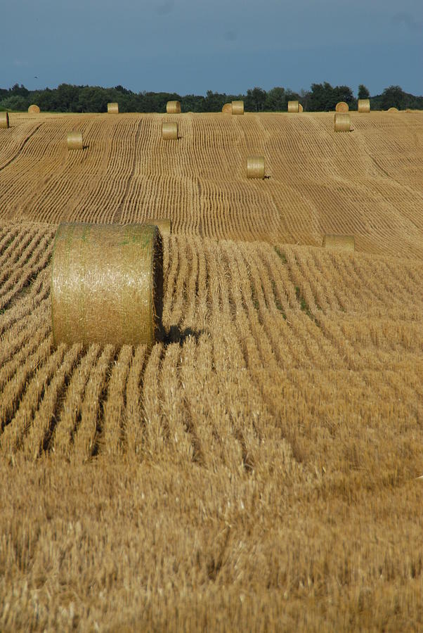 Agriculture Photograph - Rolled hay #1 by David Campione