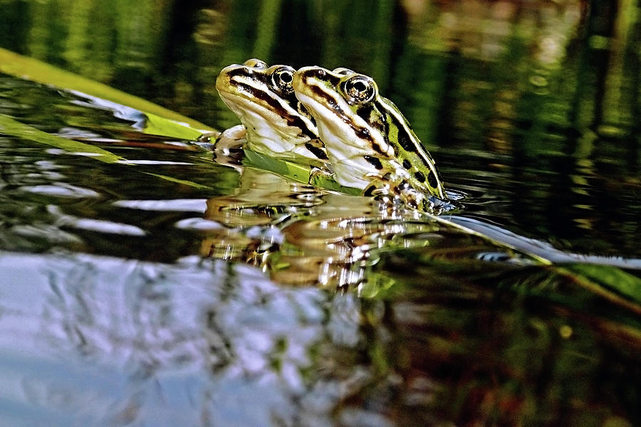 Romance amongst the frogs #1 Photograph by Asbed Iskedjian