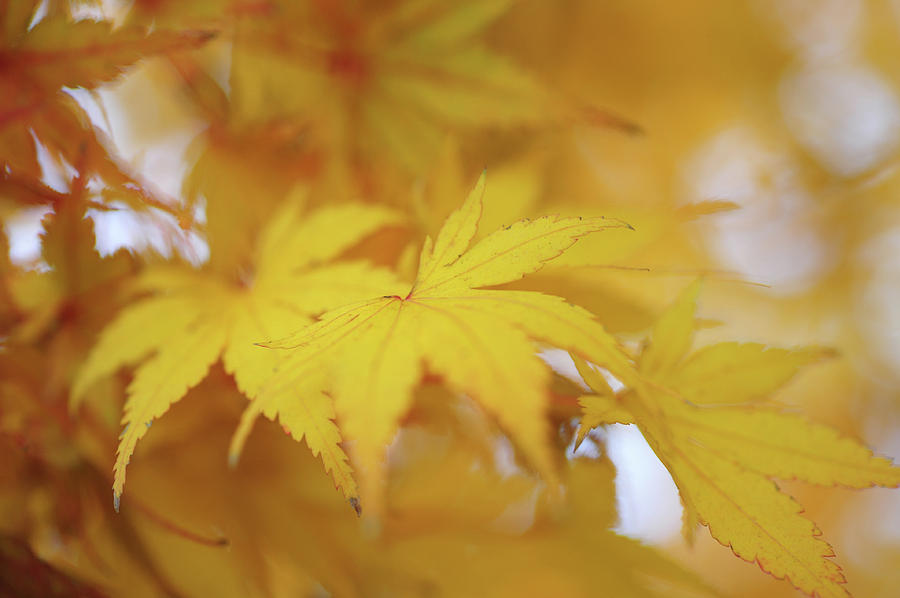 Romance with Autumn. Japanese Maple Leaves 10 #1 Photograph by Jenny Rainbow