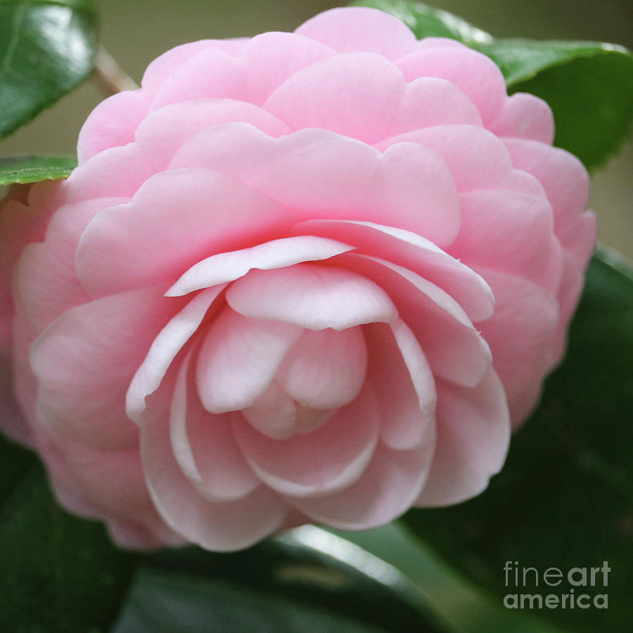 Romantic Camellia #1 Photograph by Carol Groenen