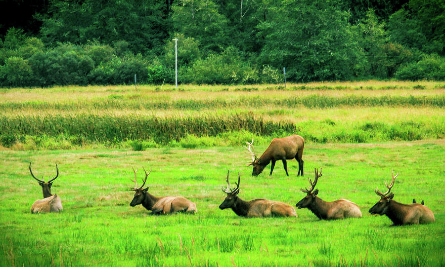 Roosevelt Elk #1 Photograph by Dr Janine Williams