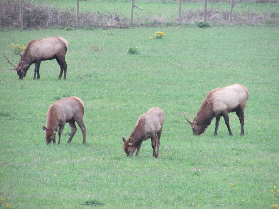 Roosevelt Elk #1 Photograph by Marilyn Diaz