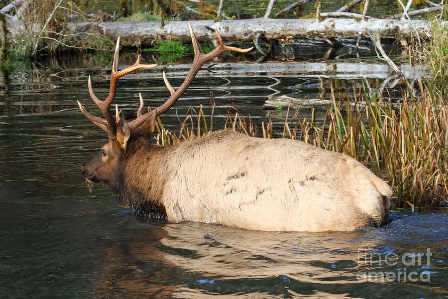 Elk Photograph - Roosevelt Elk #1 by Rod Giffels