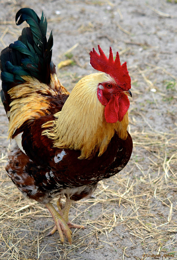 Rooster 2 Photograph by Elizabeth Abbott - Fine Art America