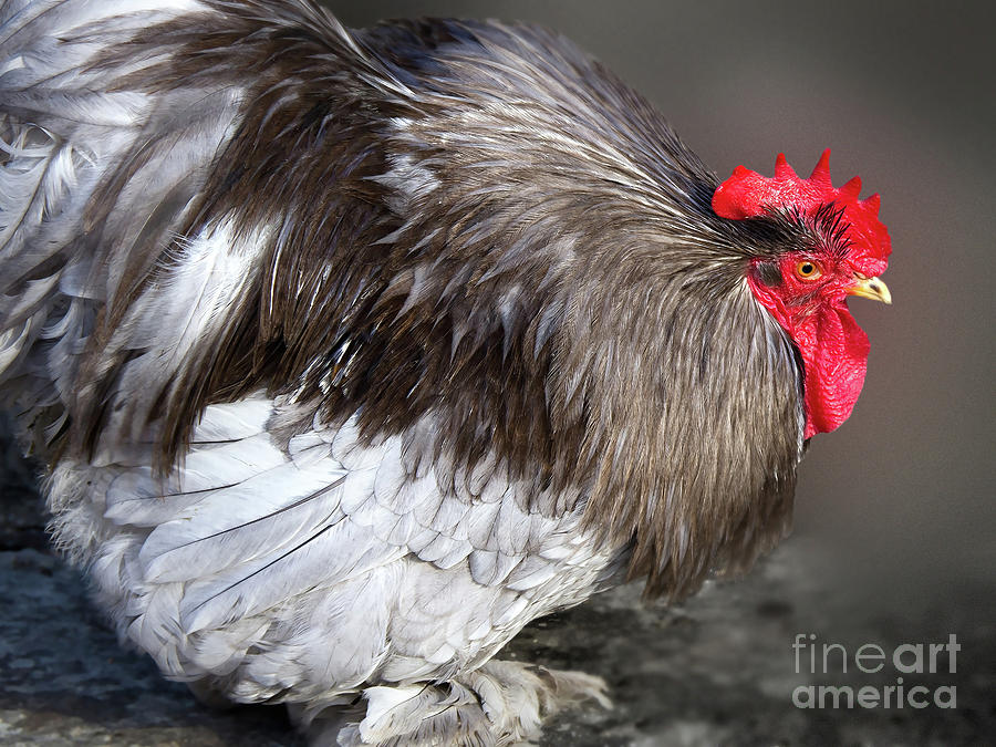 Rooster #1 Photograph by Lutz Baar