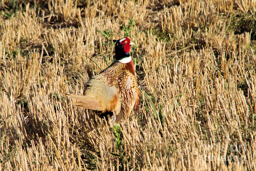 Rooster pheasant #1 Photograph by Jeff Swan