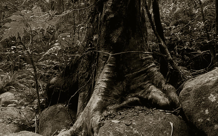 Roots and Rocks #1 Photograph by Amarildo Correa