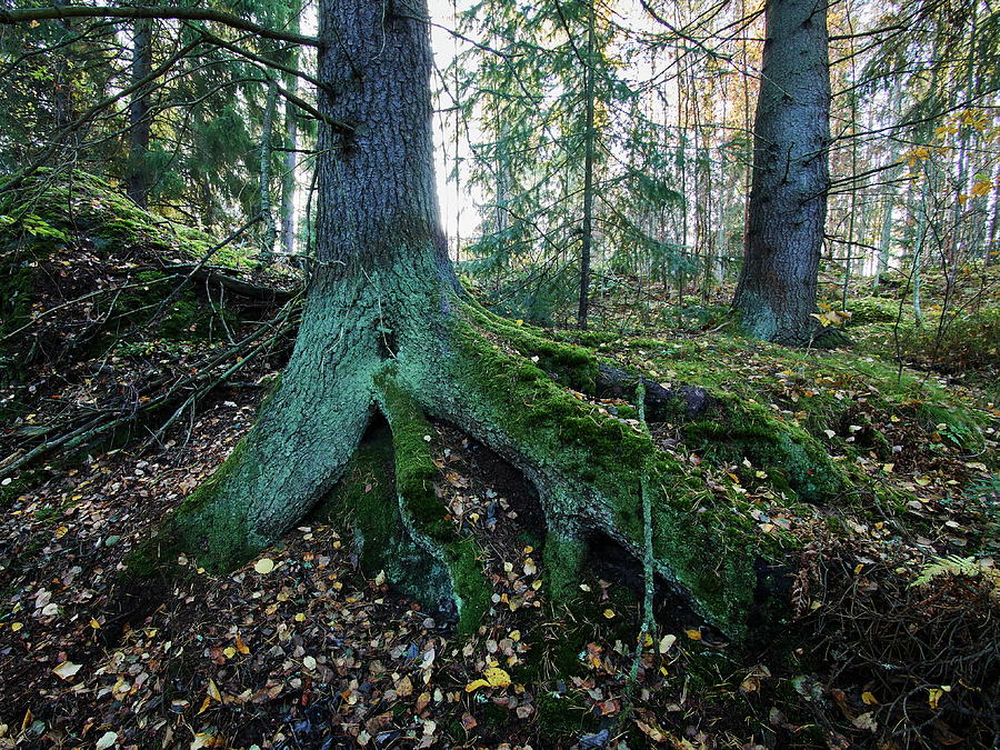 Roots #1 Photograph by Jouko Lehto