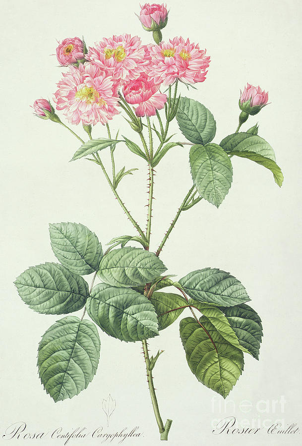 Pierre Joseph Redoute Drawing - Rosa Centifolia Caryophyllea by Pierre Joseph Redoute