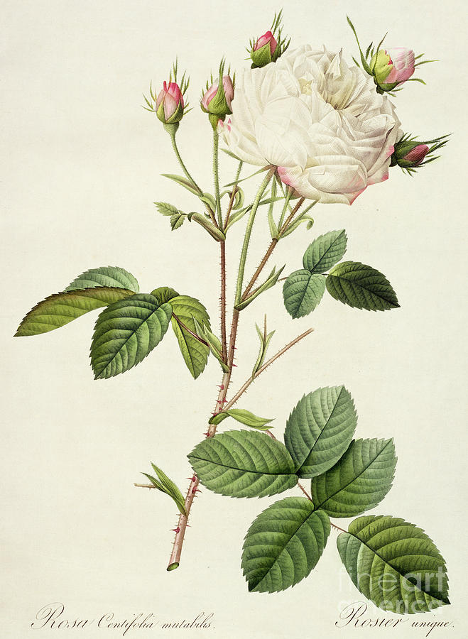 Vintage Painting - Rosa Centifolia Mutabilis by Pierre Joseph Redoute
