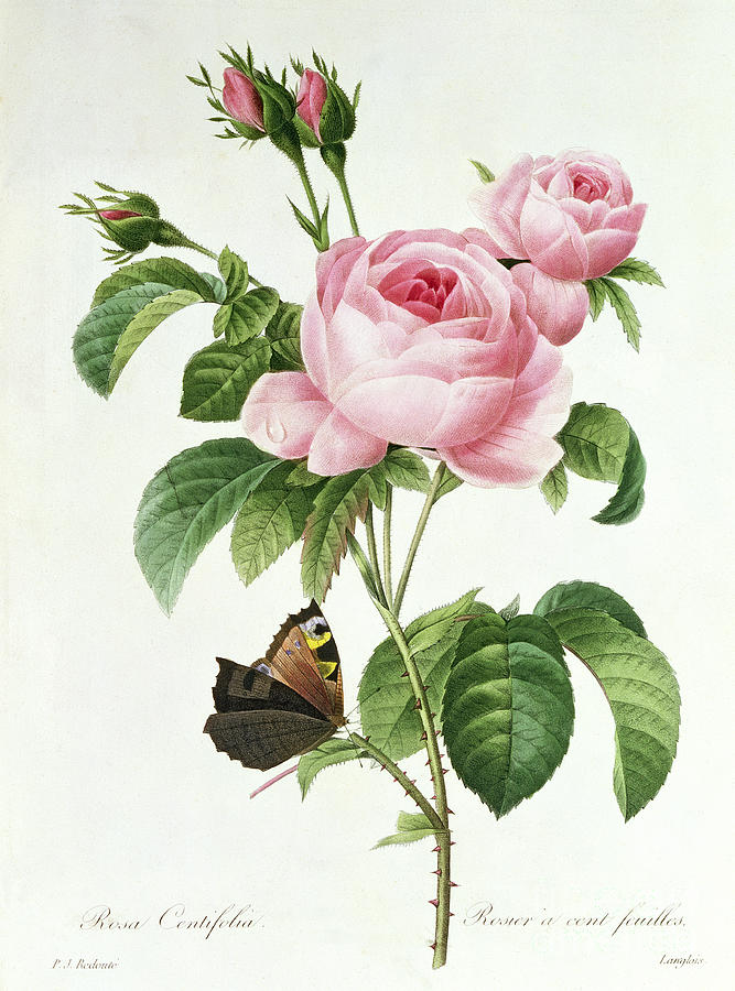Butterfly Painting - Rosa Centifolia by Pierre Joseph Redoute