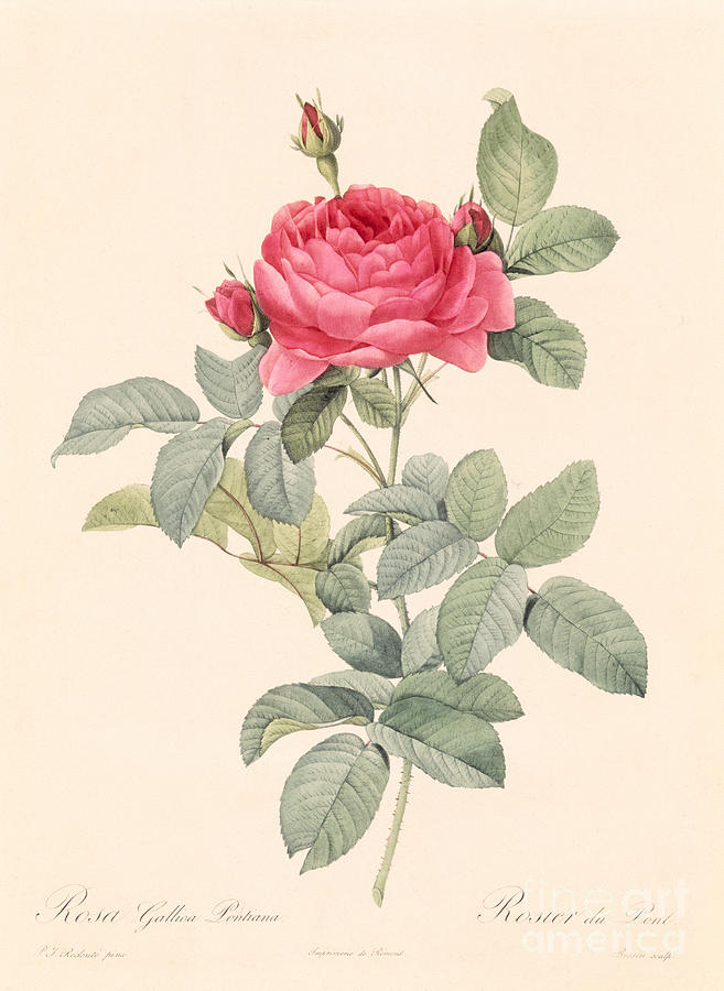 Rosa Gallica Pontiana Drawing by Pierre Joseph Redoute - Fine Art America