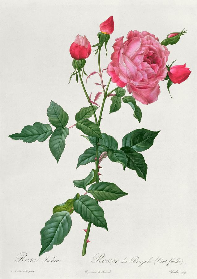 Rosa Indica Drawing by Pierre Joseph Redoute - Pixels