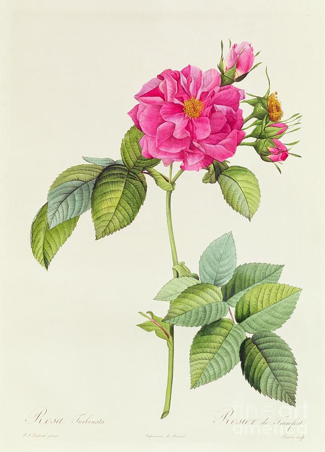 Rosa Turbinata Drawing by Pierre Joseph Redoute - Fine Art America