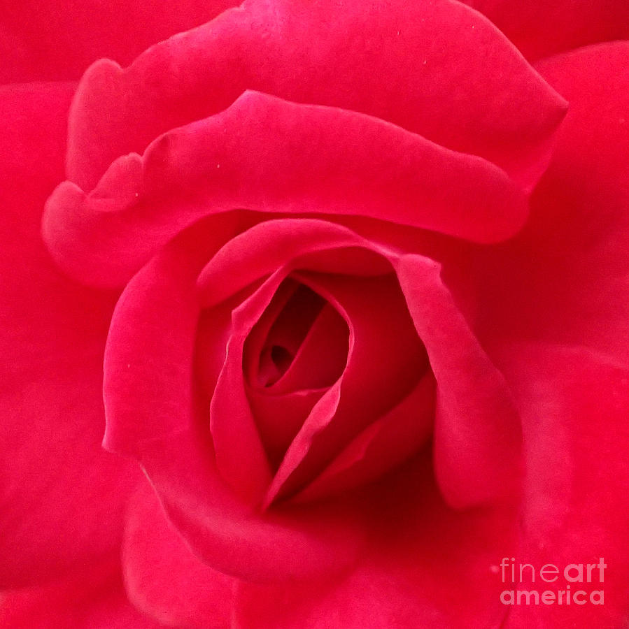 Rose #1 Photograph by A K Dayton