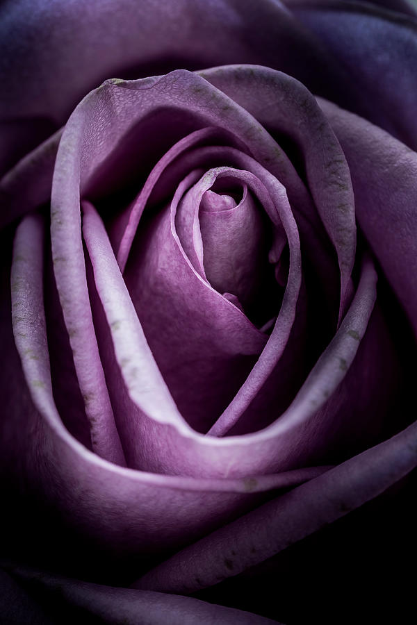 Rose #1 Photograph by Allin Sorenson