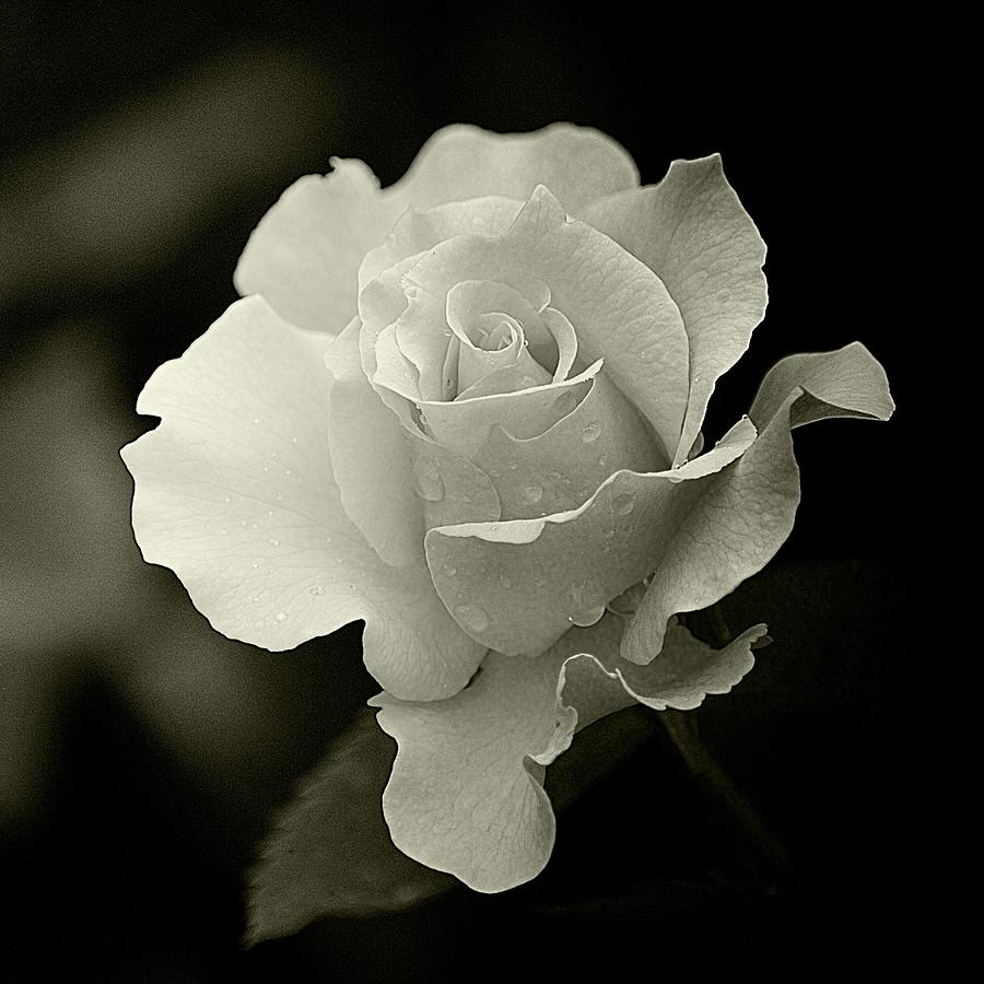 Rose Black and White II Photograph by Joan Han