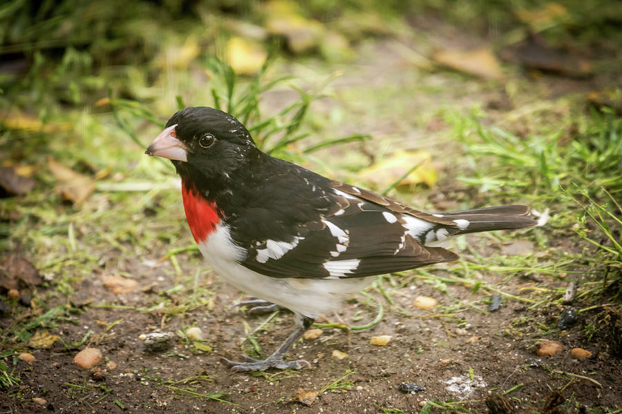Rose-breasted Grosbeak Male New Jersey Photograph by Terry DeLuco - Pixels