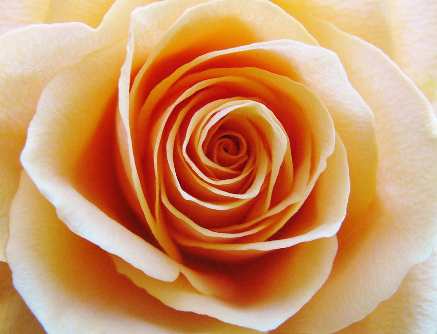 Flower Photograph - Rose #1 by Carol Welsh