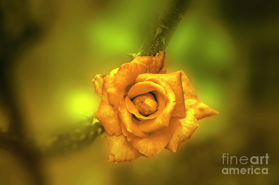 Rose Photograph - Rose #1 by Charuhas Images