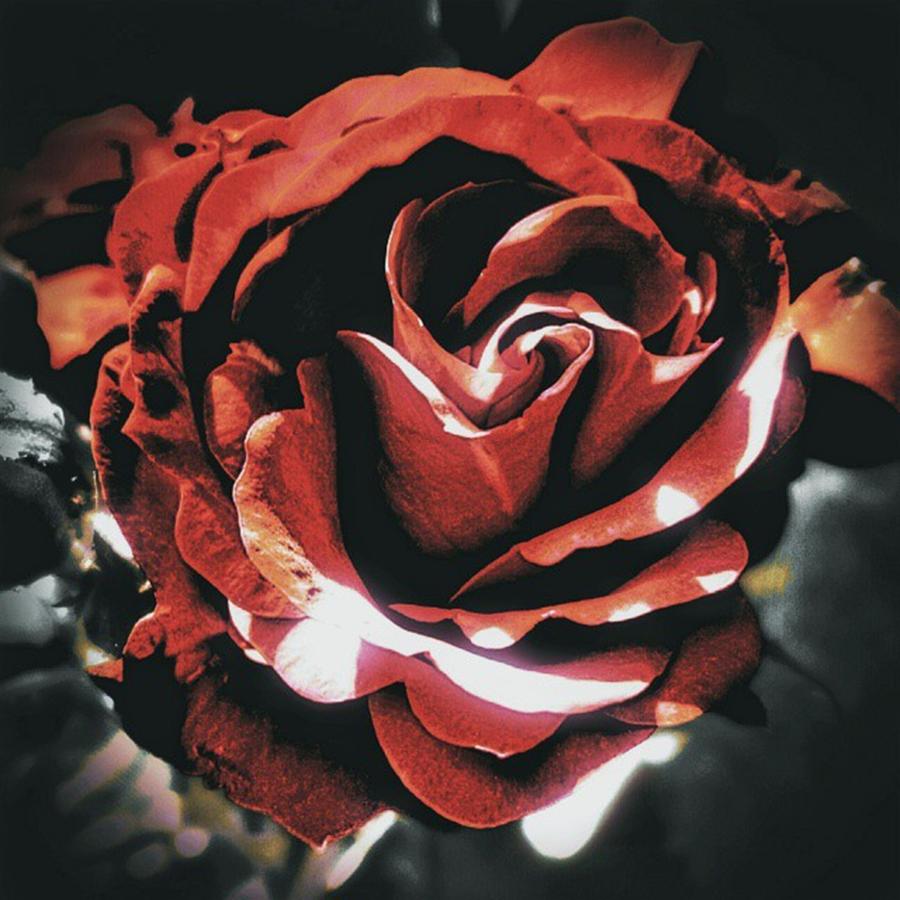 Summer Photograph - #rose #1 by Chris Drake