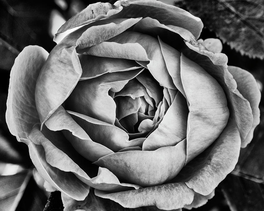 Rose closeup in monochrome #1 Photograph by Vishwanath Bhat