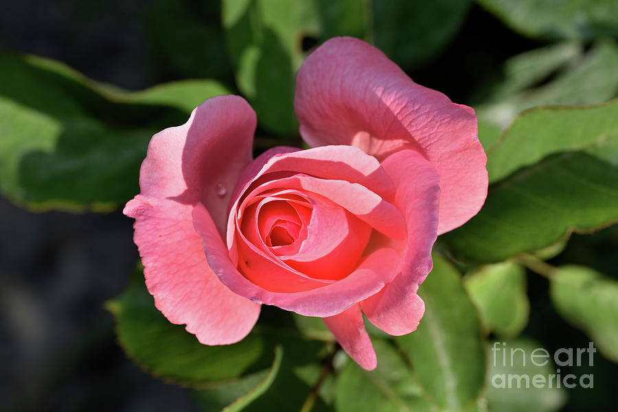 Rose flower bud #1 Photograph by George Atsametakis