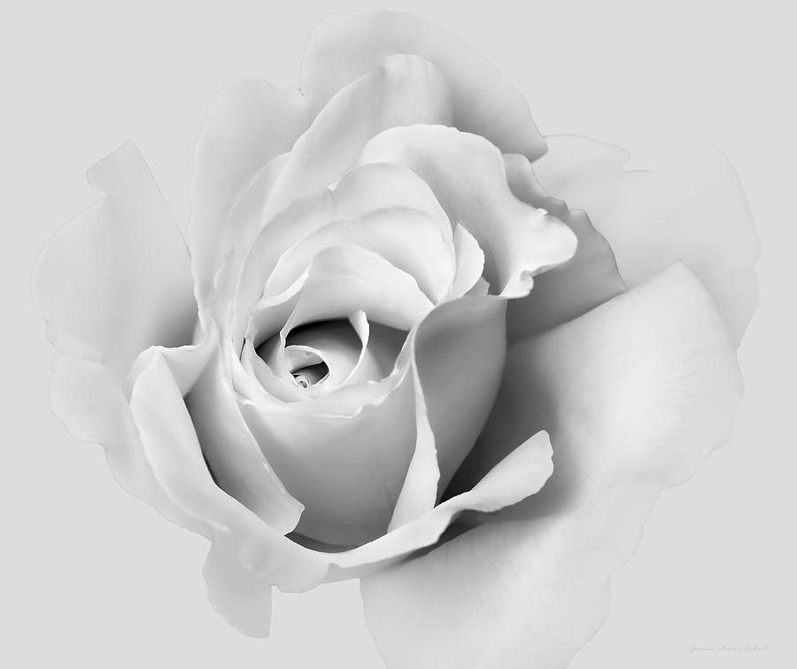 Soft Gray Rose Flower Photograph by Jennie Marie Schell