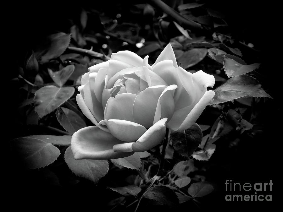 Rose by Fran Woods Rose by Fran Woods