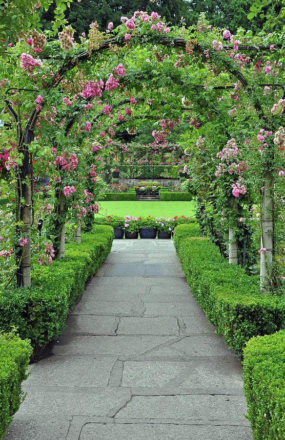 Rose Photograph - Rose garden archway #1 by Ingrid Perlstrom
