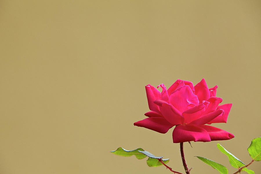 Rose #1 Photograph by Garden Gate