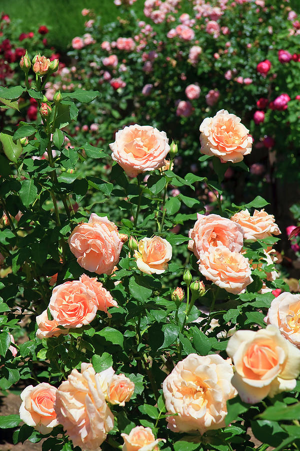 Rose Garden #1 Photograph by Jill Lang