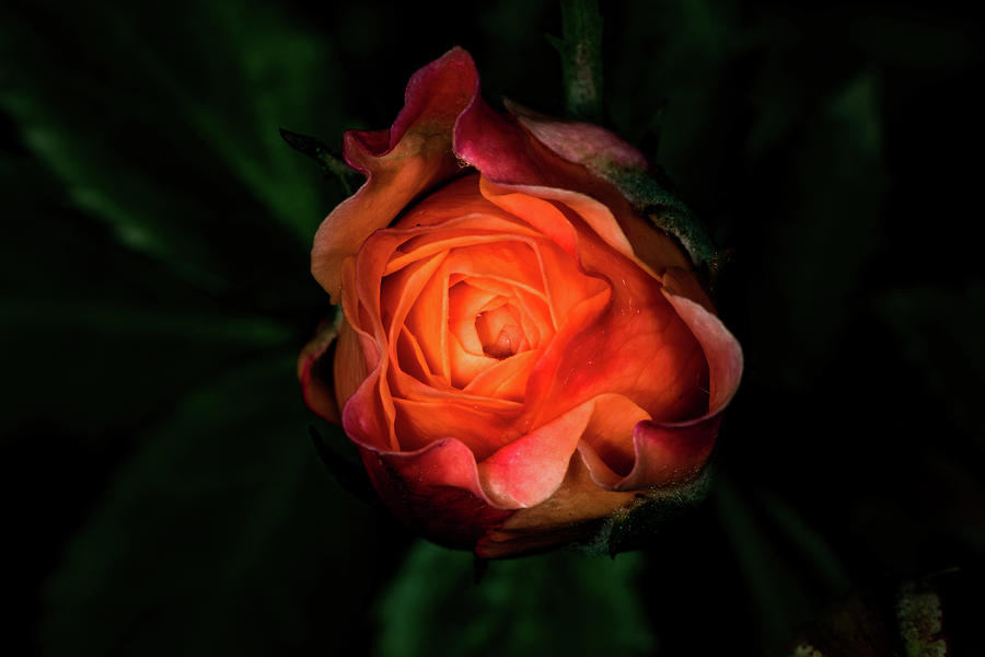 Rose #1 Photograph by Jay Stockhaus