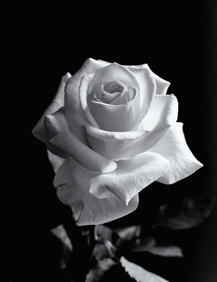 Rose Monochrome #1 Photograph by Jeff Townsend
