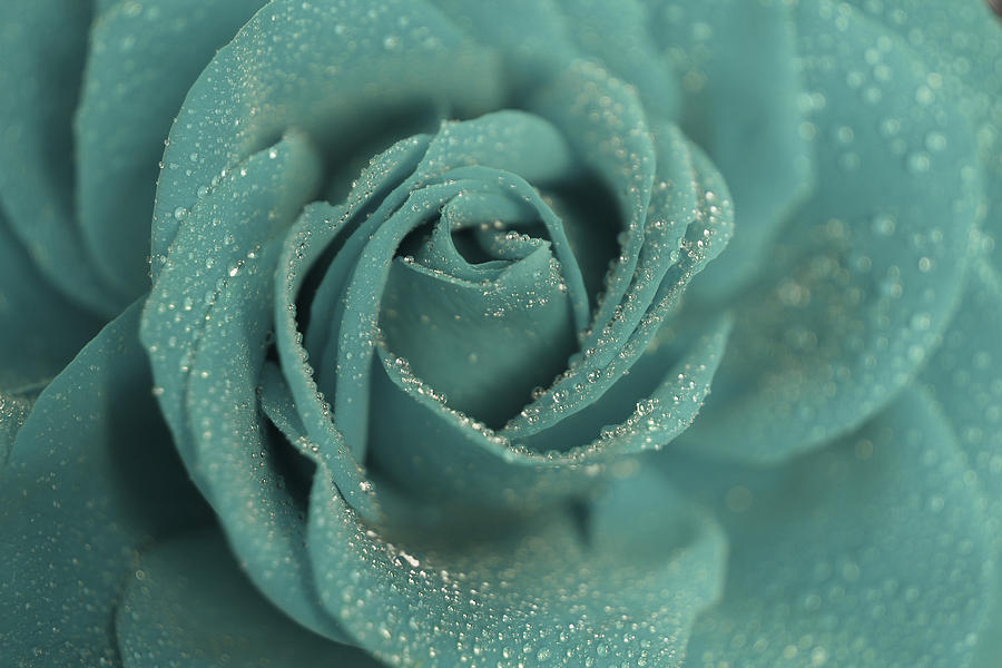Rare Blue Photograph - Rose of Rain #1 by The Art Of Marilyn Ridoutt-Greene