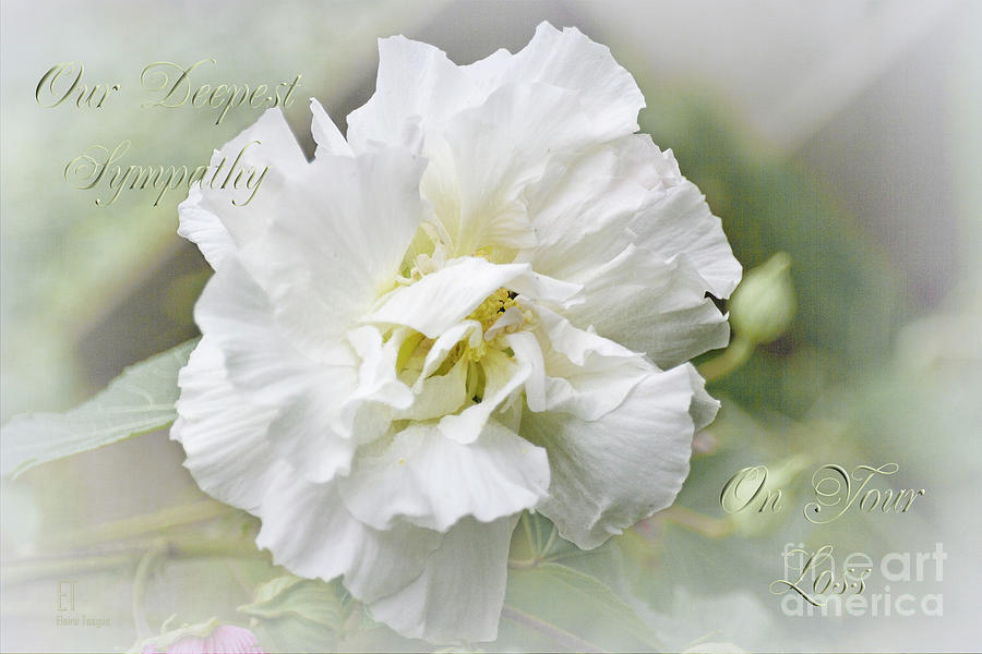Rose of Sharon by Elaine Teague Rose of Sharon by Elaine Teague