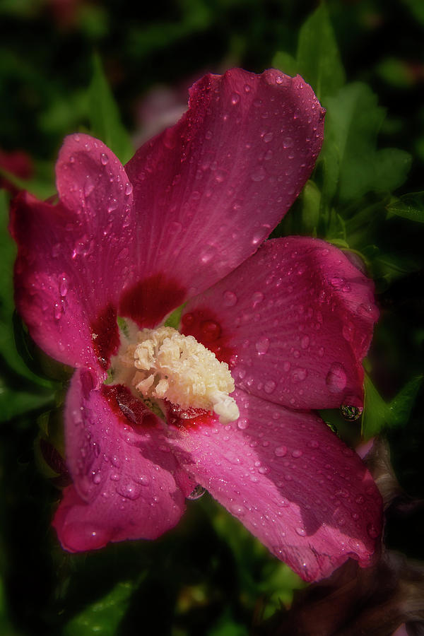 Rose of Sharon Hibiscus with rain drops #1 Photograph by Garry McMichael
