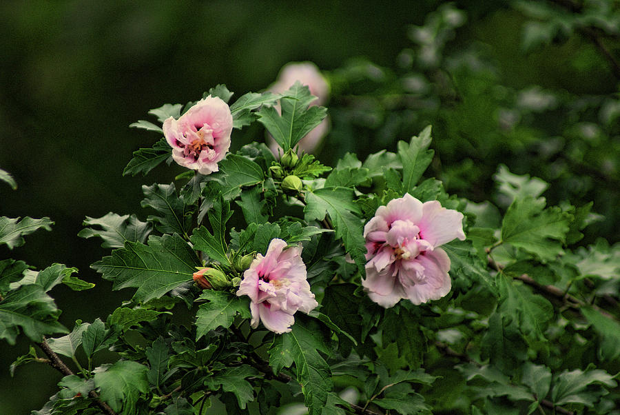 Rose of Sharon by Rick Friedle Rose of Sharon by Rick Friedle