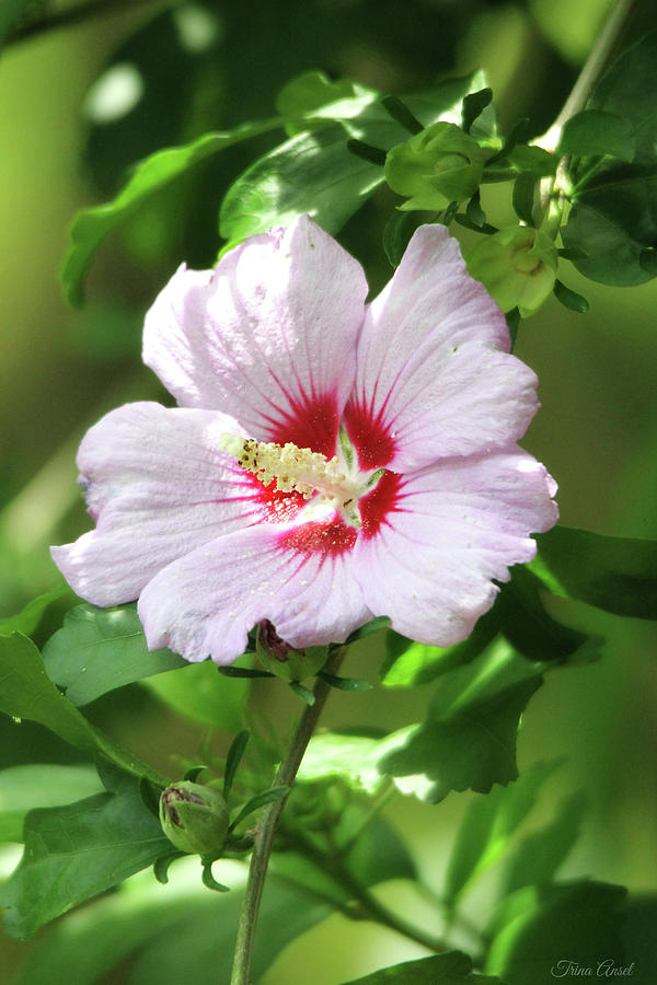  Rose of Sharon #1 Photograph by Trina Ansel
