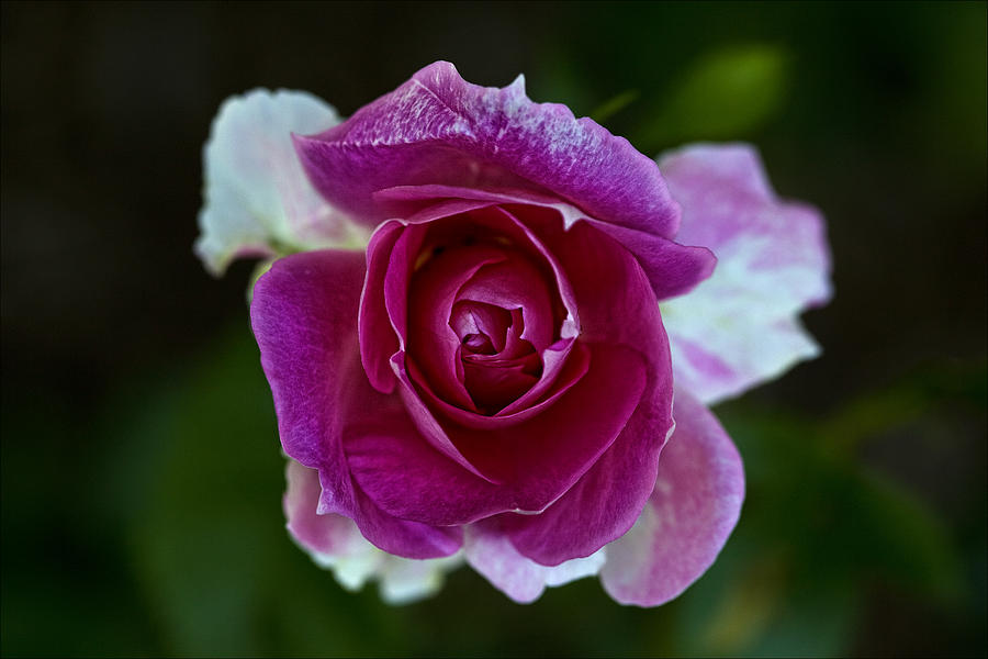 Nature Photograph - Rose #1 by Robert Ullmann