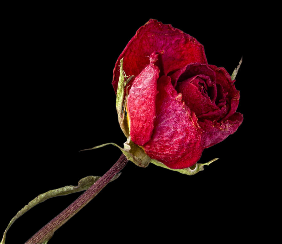 Nature Photograph - Rose Still Life  #1 by Robert Ullmann
