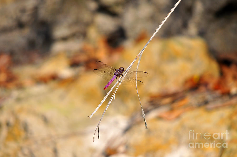 Fuchsia Fly Photograph by Al Powell Photography USA