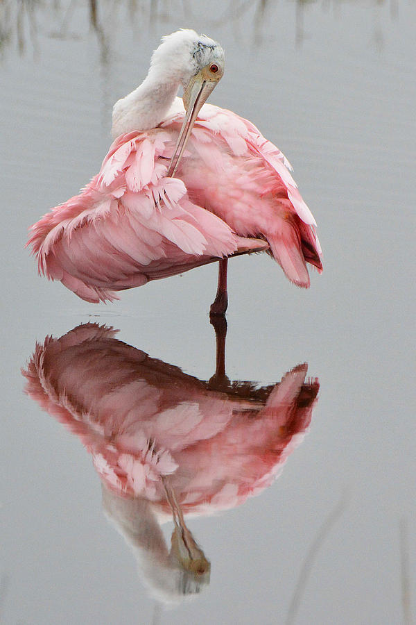Roseate Spoonbill #1 Photograph by Alan Lenk
