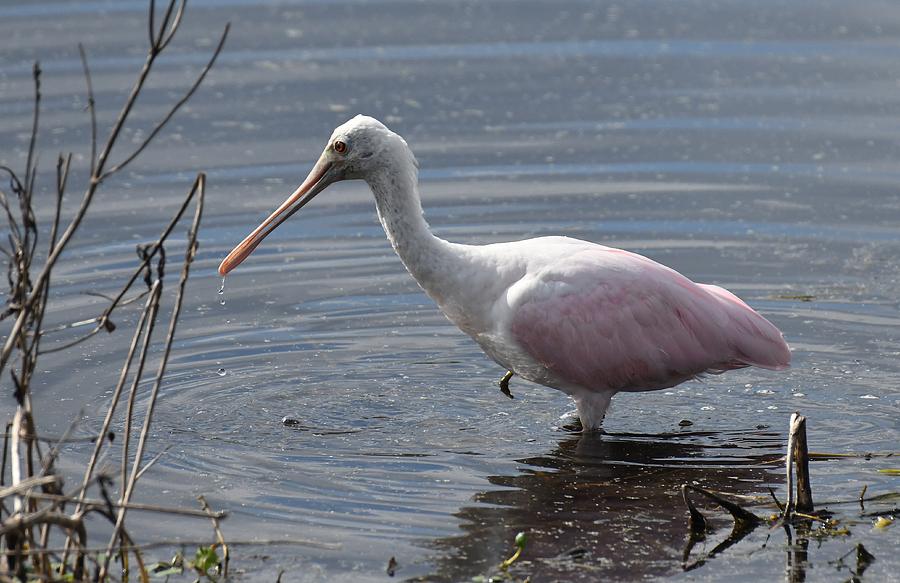 Roseate Spoonbill #1 Photograph by David Campione